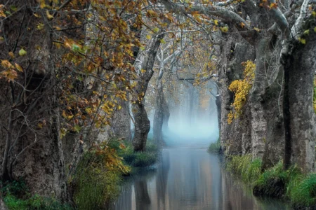A forest in Bursa